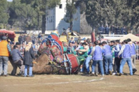 Nazilli Geleneksel Deve Güreşi Festivali-2