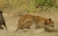 Leopar - Domuz Kavgası - 4