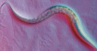 Caenorhabditis Elegans