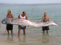 Oarfish-2