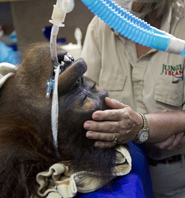 Kemoterapi Gören İlk Orangutan