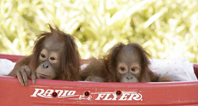 Kemoterapi Gören İlk Orangutan-5