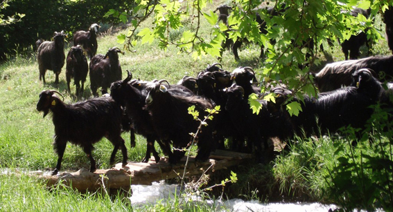 Toroslarda Keçi Sürüsü