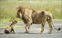 Karizmayı Çizdiren Aslan-1