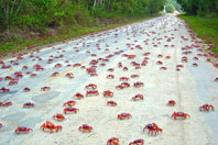 Yengeçlerin Aşk Dansı (Kiribati)