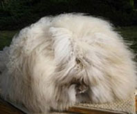 Angora Tavşanı Chu