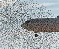 Havalimanı'nda 'Kuş' İhalesi!