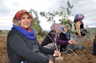 Kesilen Her Zeytin Ağacı İçin 50 Bin TL Verilsin