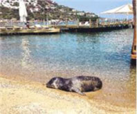 Bodrum'a Yeni Misafir