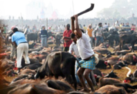 Nepal'de Kanlı Festival