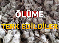 Ölüme Terk Edildiler