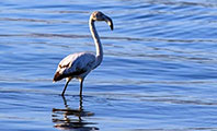 İznik Gölü'nde İlk Kez Görülen Flamingo