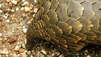 Pangolin