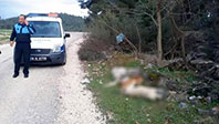 Bursa'da Üç Köpek Zehirlenerek Öldürüldü