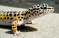 Leopard Gecko