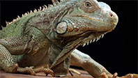 İguana