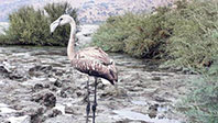 Yolunu Şaşıran Flamingo