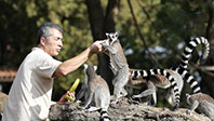 Lemurlar Beslenirken