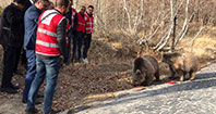 Kavurmayla Beslenen Ayılar