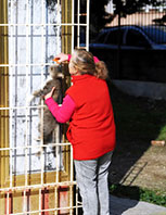 Boynundan Asılı Bulunan Kedi