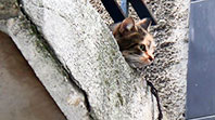 İnatçı Kedi Kendini Boşluğa Bıraktı