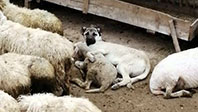 Koyunla Köpeğin Şaşırtan Dostluğu