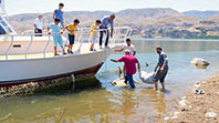 Kaplumbağalar İçin Seferberlik