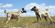 Kangal Köpekleri