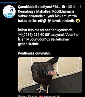 Belediye Bu Tavuğun Sahibini Arıyor