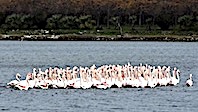 İnciraltı'ndaki Flamingolar