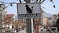 Kedi Çıkabilir