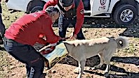 Zeytin Tenekesine Başı Sıkışan Köpek